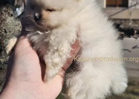 Prelepi POMERANCI vrhunske genetike - 7/8