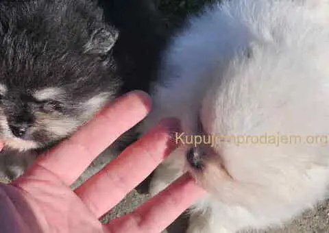 Prelepi POMERANCI vrhunske genetike - 8/8