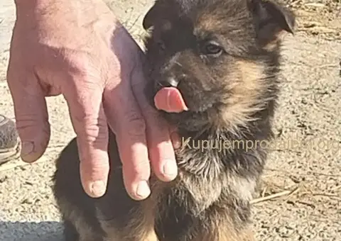 Nemački ovčar štenci - 1/8