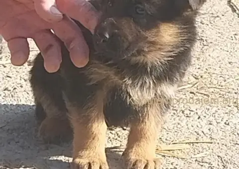 Nemački ovčar štenci - 2/8