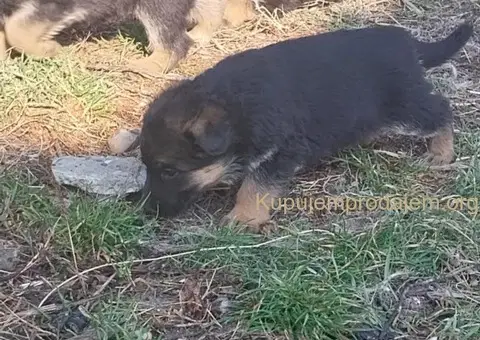 Nemački ovčar štenci - 3/8