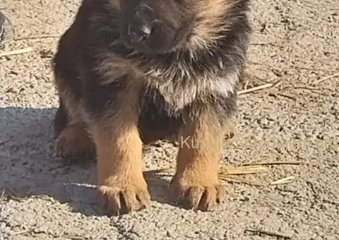 Nemački ovčar štenci - 4/8