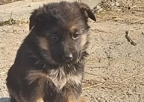 Nemački ovčar štenci - 5/8