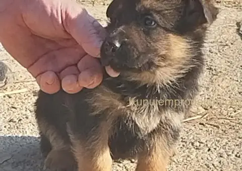 Nemački ovčar štenci - 6/8