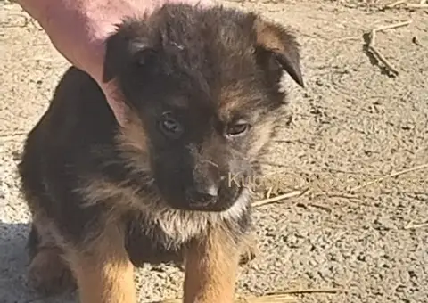 Nemački ovčar štenci - 7/8