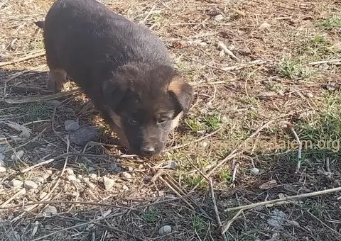 Nemački ovčar štenci - 8/8