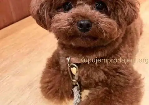 Teddy bear toy PUDLE – malene, prelepe - 4/5