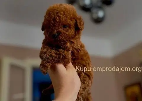 Teddy bear toy PUDLE – malene, prelepe - 5/5