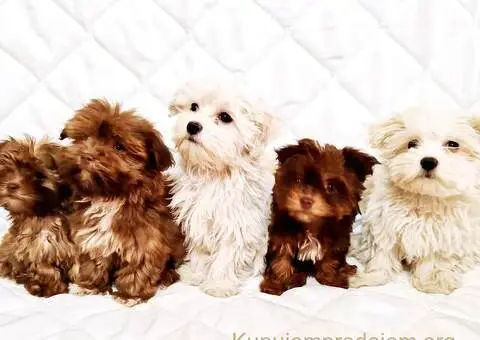 Bolonka Zwetna Štenci - 1/6