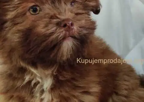 Bolonka Zwetna Štenci - 2/6