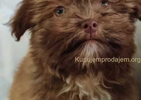 Bolonka Zwetna Štenci - 3/6