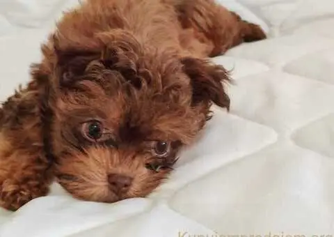 Bolonka Zwetna Štenci - 4/6