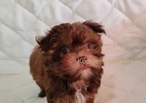 Bolonka Zwetna Štenci - 5/6