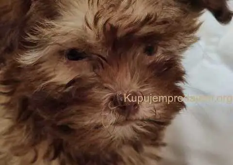 Bolonka Zwetna Štenci - 6/6