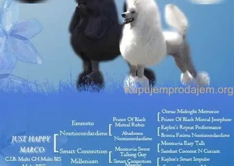 Pudle standard stenci - 1/5