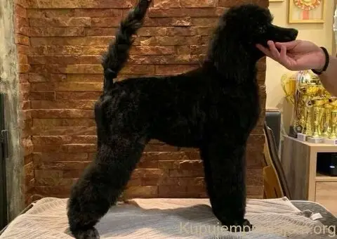 Pudle standard stenci - 2/5