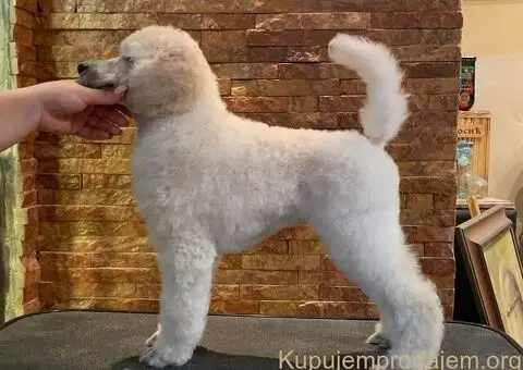 Pudle standard stenci - 3/5