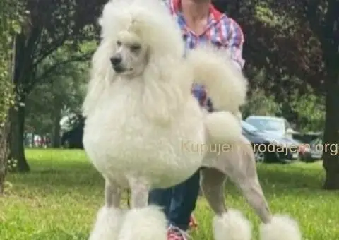 Pudle standard stenci - 4/5