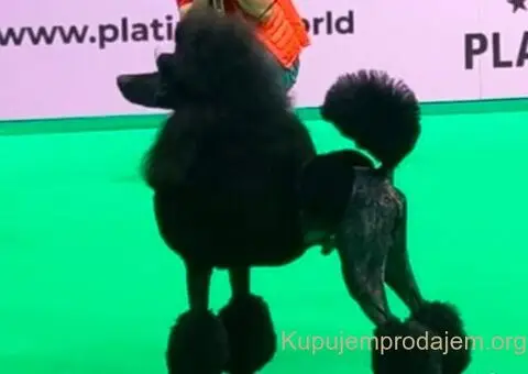 Pudle standard stenci - 5/5