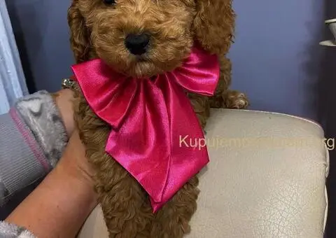 Aprikot patuljaste pudle - 1/4