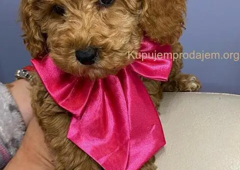 Aprikot patuljaste pudle - 2/4