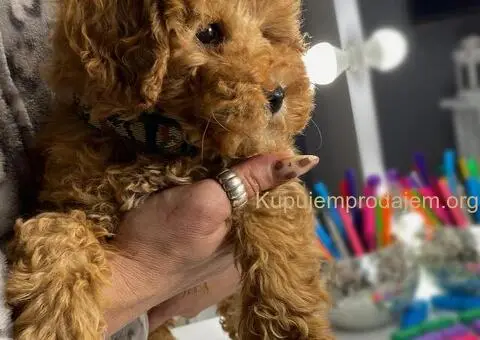 Aprikot patuljaste pudle - 3/4