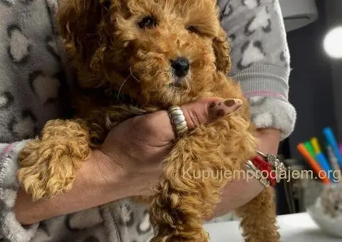 Aprikot patuljaste pudle - 4/4