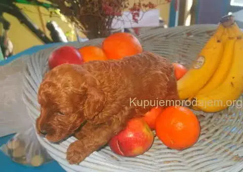 Prelepe patuljaste PUDLE odličnog porekla - razervacija - 1/8