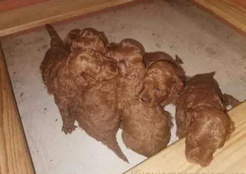 Prelepe patuljaste PUDLE odličnog porekla - razervacija - 2/8