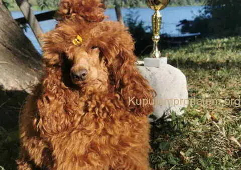 Prelepe patuljaste PUDLE odličnog porekla - razervacija - 3/8