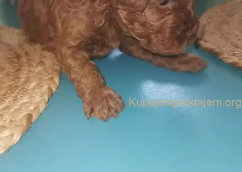 Prelepe patuljaste PUDLE odličnog porekla - razervacija - 4/8