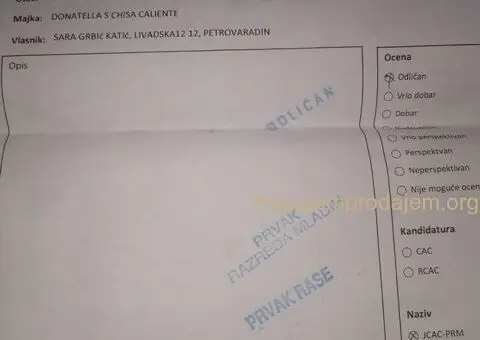 Prelepe patuljaste PUDLE odličnog porekla - razervacija - 5/8