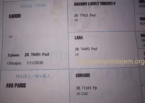 Prelepe patuljaste PUDLE odličnog porekla - razervacija - 6/8