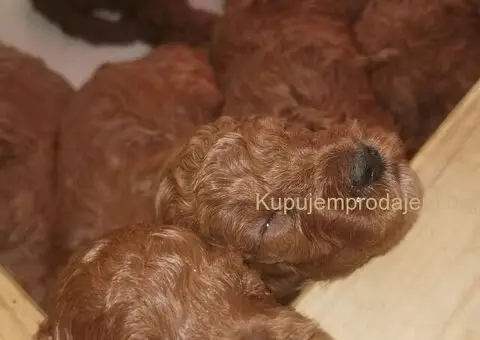 Prelepe patuljaste PUDLE odličnog porekla - razervacija - 7/8