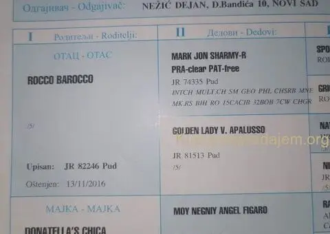 Prelepe patuljaste PUDLE odličnog porekla - razervacija - 8/8