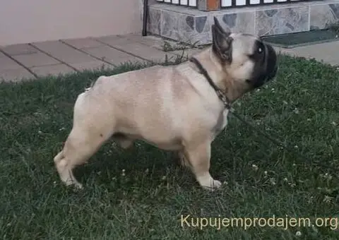 Francuski buldog - 1/5