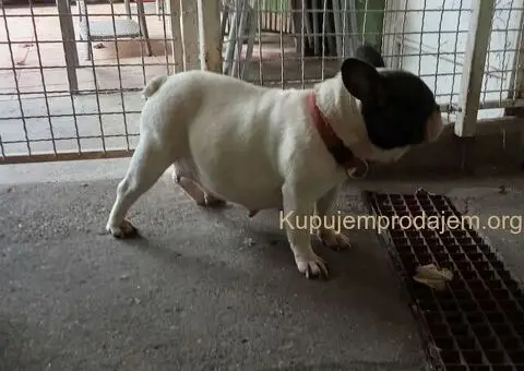 Francuski buldog - 2/5