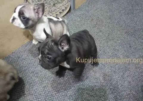 Francuski buldog - 3/5