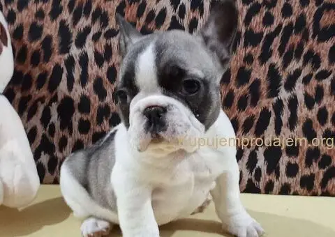 Francuski buldog - 4/5
