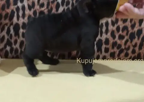 Francuski buldog - 5/5