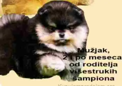 Prelepi pomeranci BOO-a - 1/5