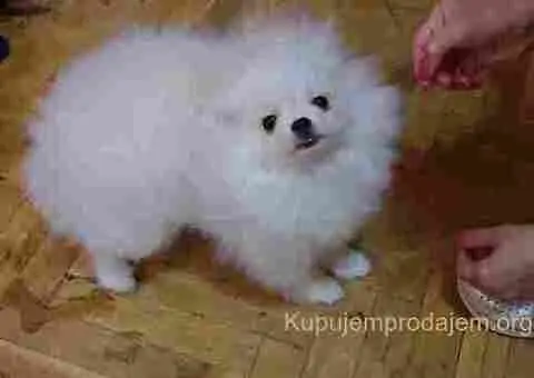 Prelepi pomeranci BOO-a - 2/5