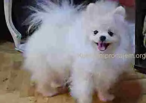 Prelepi pomeranci BOO-a - 3/5