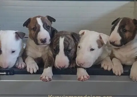 Bull terijer stenci - 1/5