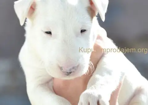 Bull terijer stenci - 2/5