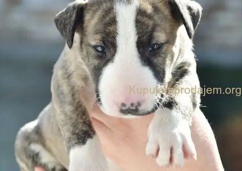 Bull terijer stenci - 3/5