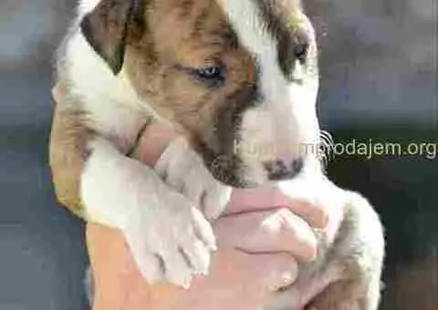 Bull terijer stenci - 5/5