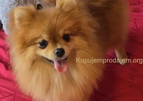 Premium pomeranci BOO-a SALE AKCIJA - 1/4