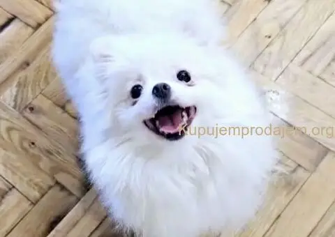 Premium pomeranci BOO-a SALE AKCIJA - 2/4