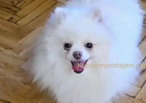 Premium pomeranci BOO-a SALE AKCIJA - 3/4